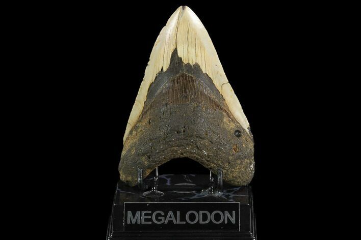 Fossil Megalodon Tooth - North Carolina #124389